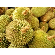 Durian Musang King, D24, Teka, D101, D13 & Red Prawn