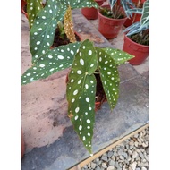 BEGONIA MACULATA HOT ITEM