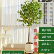 四季結果檸檬樹盆栽包郵陽臺帶果花苞樹苗庭院植物水果樹綠植室內