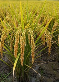 Benih padi MR 303 super bibit unggul 1kg siap tanam