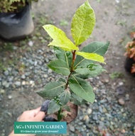 Laurel Plant / Bay Leaf " Small size with FREE plastic pot  ( Real  and Lowest Price ) AGs Infinity 