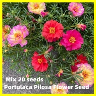 เมล็ดพันธุ์ ดอกไม้ดวงอาทิตย์ เมล็ด คละสี 20 เมล็ด Double Petal Portulaca Flower Seed - Moss Rose Seed Potted Flowering Plants Seeds for Planting เมล็ดดอกไม้ บอนสีสวยๆ ต้นไม้ประดับ ดอกไม้ปลูก ต้นไม้มงคลสวยๆ บอนสีราคาถูกๆ บอนสีหายาก บอนสี ไม้ประดับ บอนสี