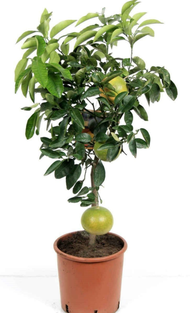 pamelo plant seed(semi dwarf)