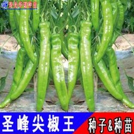 日本進口黃綠皮聖峰尖椒王辣椒種子 種籽羊角牛角薄皮大果辣椒蔬菜種子 種籽hn