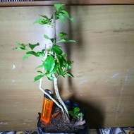 bahan bonsai rukem