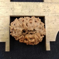 rudraksha jenitri mukhi 16 P21 mm x L 16 mm