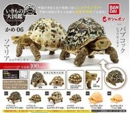 【現貨】萬代 生物大圖鑒 扭蛋 烏龜 6 索馬里 東非豹龜 亞種可動