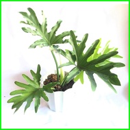◨ Philodendron Selloum (Sahod Yaman) Live Plant (1 Pc), Plus FREE Philodendron Micans