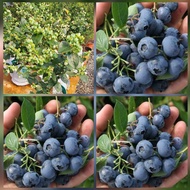 บลูเบอร์รี่ ขายเป็นต้นติดลูก🫐🌿พันธุ์ เอ็มเมอร์รัล Emerald Blueberry ขายเป็นต้น