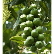 Anak Pokok/Pokok Stabil Kacang Macadamia