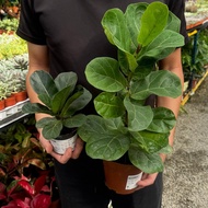 GPS Green Plant Society Indoor Plant Ficus Lyrata Green / Fiddle Fig 琴叶榕 ( 2 Size )