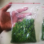Azolla 100 gram (Makanan ikan boleh biak sendiri)