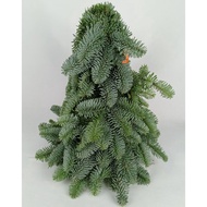 Fresh Nobilis Fir Christmas Tree | Real Pine Evergreen Mini Tree for Festive Table & Gift Deco