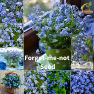 [100% Original 10 เมล็ด] หายาก คุณภาพสูง อย่าลืมว่าดอกไม้ฉัน Forget-me-not Flowers  เมล็ดพืช ตกแต่งส