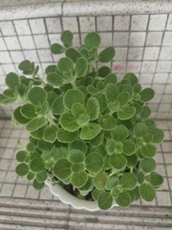 圓葉碰碰香 小盆栽 有香味