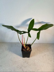 PHILODENDRON MEXICANUM/ PHILODENDRON MERCY