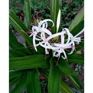 Crinum Asiaticum flower seed /live plant prsoperity plant,anak pokok atau benih crinum  发财蒜种子或植物