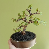 bonsai jade plant