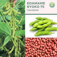 (1 KG) Benih Bibit Biji - Kacang Edamame Kedelai Jepang 1kg sekitar 2500 biji