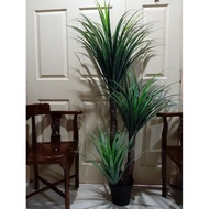 Artificial Plant Dracaena Draco/ pokok Mengkuang 180cm 3 head