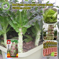 [Fast Germination/COD] 100% Fresh Organic Red Stem Asparagus Lettuce Seeds - High Yield Big Stem Cel
