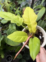 【綠植】6.13更新 黃金火之戒蔓綠絨 Philodendron 'Ring of Fire'中型盆  老樁