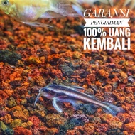 Ikan Platydoras / ikan pembersih / ikan sapu sapu / ikan pemakan kotor