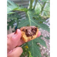 BROWNIES TART FILLING CHOCOLATE