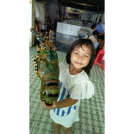 Lobster Mutiara Hidup Ukuran 1 Kg Up
