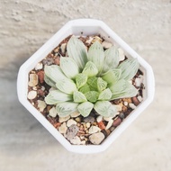 【荳荳多肉】【白斑玉露】喬遷│送禮│升遷│多肉植物