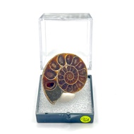 Madagascar Ammonite Fossil 964