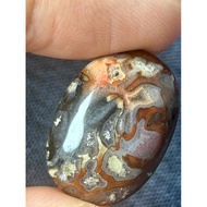 Fossil Gemunggal Tua Bercrystal Asli Untuk Diniagakan Saiz Sebesar 20 Sen Lama 23mm x 16mm