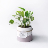 莫蘭迪粉系列 | 白金葛 室內植栽 圓形雙色水泥觀葉盆栽