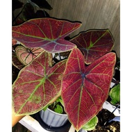 Caladium thailand Darkoranges Remaja,Caladium hybrid,Cal kessdo 5420qn