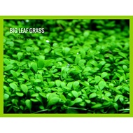 Aquarium Seeds (200pcs) / Benih Rumput Akuarium / Aquatic Big Leaf Grass Seed