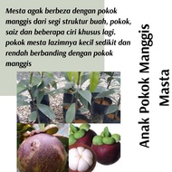 (Real Plant) Anak Pokok Manggis Masta cepat berbuah Hybrid Premium Top Quality Kebun Buah sedap mani