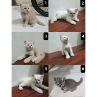 KITTEN PERSIA MEDIUM - Kucing Persia Medium Kitten Anak Kucing Persia