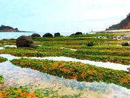金門旅遊｜【仙境金門】小金門夢幻綠石槽．大金門奇幻藍眼淚．翟山坑道3日｜高雄出發