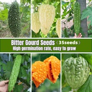 ปลูกง่าย ปลูกได้ทั่วไทย ของแท้ 35เมล็ด เมล็ดพันธุ์ มะระ Bitter Gourd Seeds Vegetable Seeds เมล็ดพันธุ์ผัก เมล็ดผัก เมล็ดพืช ผักสวนครั เมล็ดพันธุ์พืช เมล็ดดอกไม้ พรรณไม้ ต้นไม้ เมล็ดพันธุ์ผัก Plants ลำน้ำชี เมล็ดพันธุ์ผัก เมล็ดพันธุ์ ผักสวนครัว