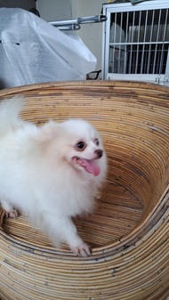 mini pom anjing