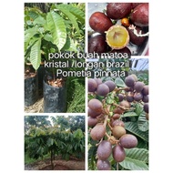 pokok buah matoa kristal/longan Brazil/Pometia pinNata