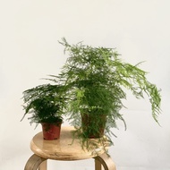 TA Asparagus Setaceus Fern (various size) Indoor Plant