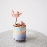 【琺瑯植栽系列-晨曦】 蕾絲公主 森之蝶舞 多肉植物 小品盆栽