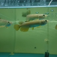 arwana/arowana golden red 10cm