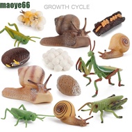 MAOYE Life Cycle Figures Animal Miniature Grasshopper Realistic Early Educational Kids Cognitive Biology Cycle Mantis Figurine