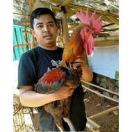 TELUR AYAM PELUNG JUMBO FERTIL ASLI UNTUK DITETASKAN