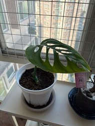 Monstera Epipremnoides ME巨洞 龜背竹 盆栽