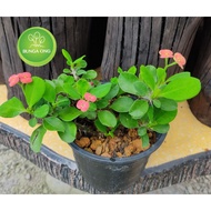 Euphorbia plant(Real plant)
