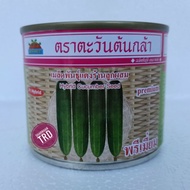 BENIH TIMUN BATANG THAILAND PREMIUM HYBRID CUCUMBER SEED 50G READY STOCK / Sun & Seedling / PRIMER /