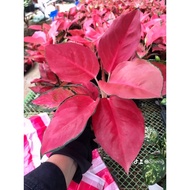 ▥Pink Chandang Aglaonema Live Potted Plants